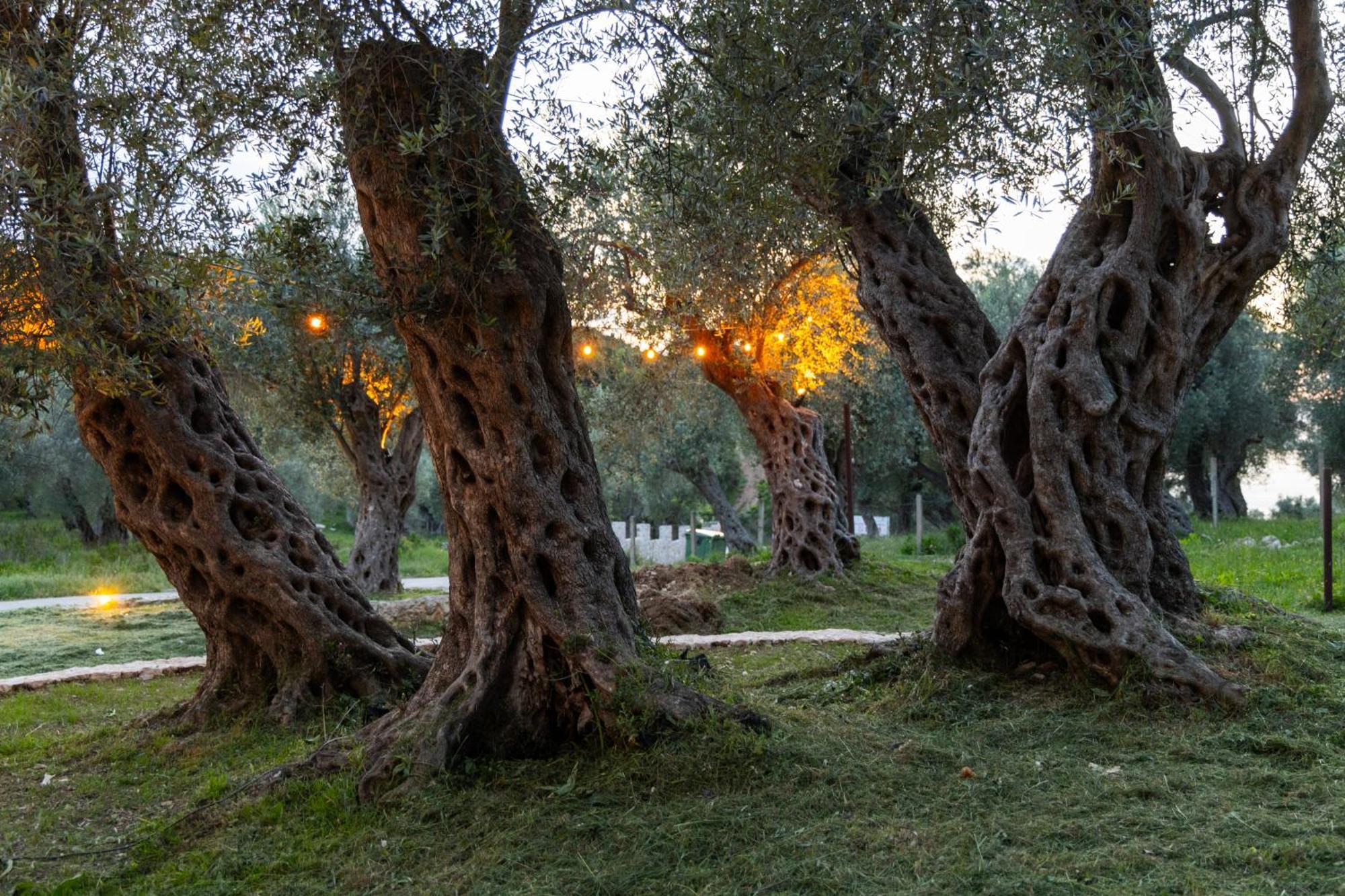 Mashtra - The Olive House Hotel Ulcinj Bagian luar foto