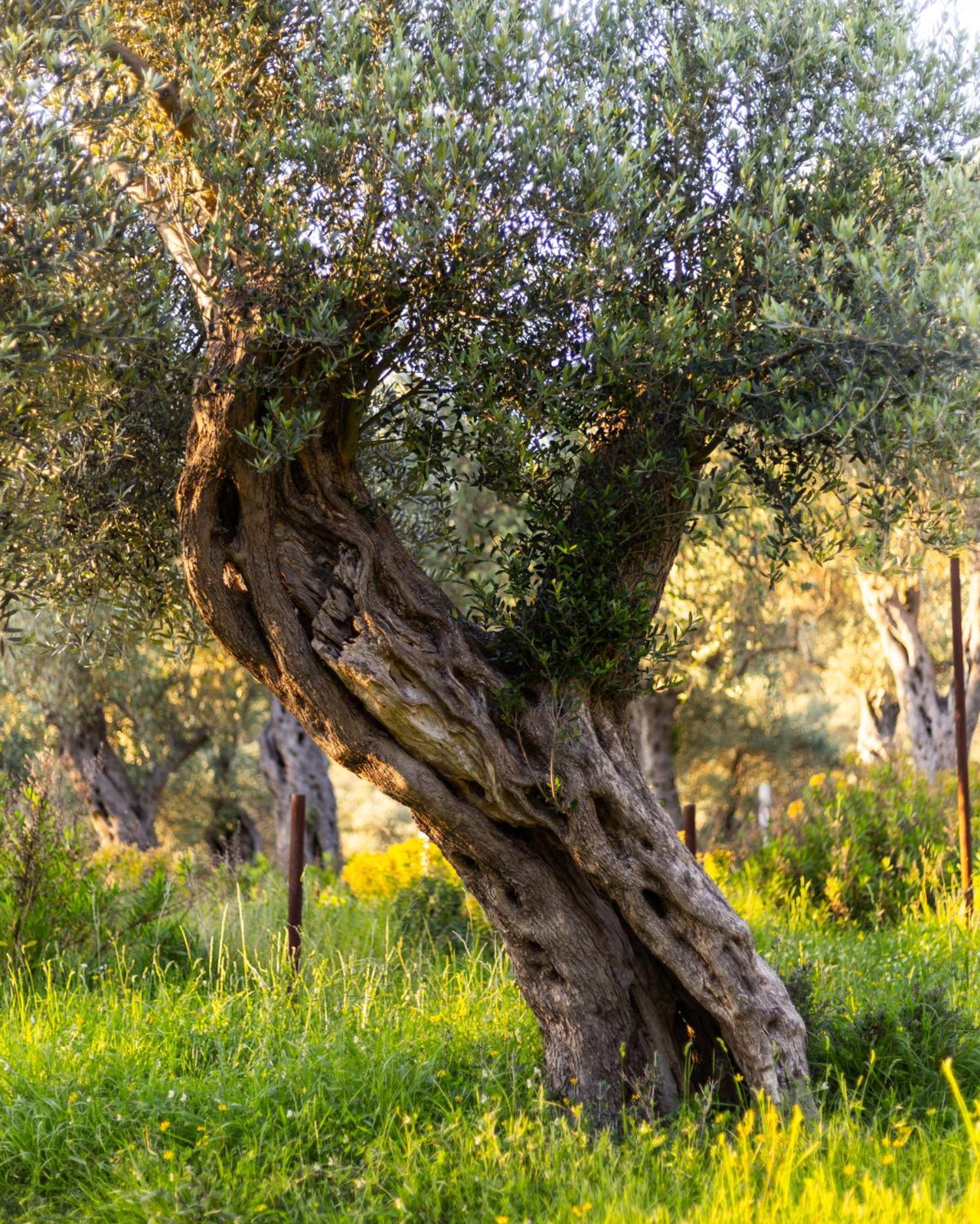 Mashtra - The Olive House Hotel Ulcinj Bagian luar foto